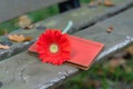 wallet with single gerbera on bench Royalty Free Stock Photo