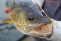 Fishing. Walleye in the angler`s hands. Royalty Free Stock Photo