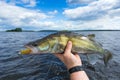 Walleye boat fishing