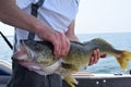 Walleye Catch