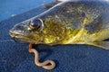 Walleye Fish Fishing Caught with Worm and Hook Royalty Free Stock Photo