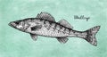 Walleye fish ink sketch Royalty Free Stock Photo