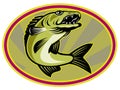 Walleye fish jumping Royalty Free Stock Photo