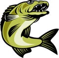 Walleye fish jumping Royalty Free Stock Photo