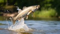 Walleye fish jumping out of river water. Fishing background. Fishing hobby vacation concept. Copy space. Royalty Free Stock Photo