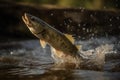 Walleye fish jumping out of river water. Generative AI Royalty Free Stock Photo