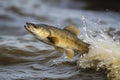 Walleye fish jumping out of river water. Generative AI Royalty Free Stock Photo