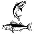 Walleye fish sign on white background. Zander fishing. Design element for logo, label, emblem, sign.