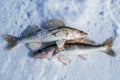Walleye fish in the snow