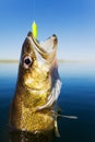 Walleye fishing Royalty Free Stock Photo