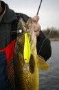 Walleye Fishing Crankbait Royalty Free Stock Photo