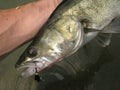 Walleye fishing on lake Royalty Free Stock Photo