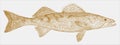 Walleye, a freshwater fish from north america in side view Royalty Free Stock Photo