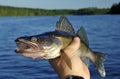 Walleye in hand Royalty Free Stock Photo