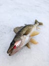 Walleye Ice Fishing Spoon Lure