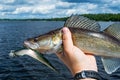 Walleye outdoor portrait with bait Royalty Free Stock Photo