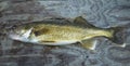 Fresh caught walleye pike in a boat Royalty Free Stock Photo