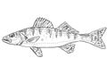 Walleye or Sander vitreus Stizostedion vitreum yellow pike or yellow pickerel Freshwater Fish Cartoon Drawing