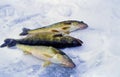 Walleyes on Ice  20047 Royalty Free Stock Photo