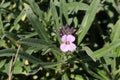 `Wallflower Bowles Mauve` flower - Erysimum Bicolor `Bowles Mauve` Royalty Free Stock Photo