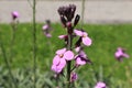 `Wallflower Bowles Mauve` flower - Erysimum Bicolor `Bowles Mauve` Royalty Free Stock Photo