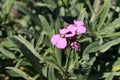 `Wallflower Bowles Mauve` flower - Erysimum Bicolor `Bowles Mauve` Royalty Free Stock Photo