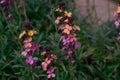 Wallflower- Erysimum flower in spring garden