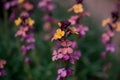 Wallflower- Erysimum flower in spring garden