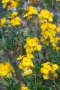 Wallflower Erysimum cheiri, golden yellow flowers