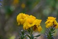 Wallflower Erysimum cheiri, golden yellow flower