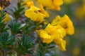 Wallflower Erysimum cheiri, golden yellow flowers close-up