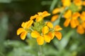 Wallflower Golden Bedder