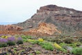 Wallflower growing at del Teide National Park