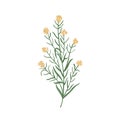 Wallflower isolated on white background. Realistic botanical drawing of beautiful tender flower, flowering herb or Royalty Free Stock Photo