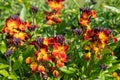 Wallflowers erysimum cheiri in bloom Royalty Free Stock Photo