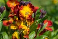 Wallflowers erysimum cheiri in bloom Royalty Free Stock Photo