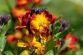 Wallflowers erysimum cheiri in bloom Royalty Free Stock Photo