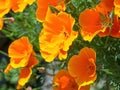 Wallflowers Erysimum on the rocky wall