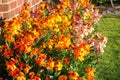 Wallflowers (Erysimum) Royalty Free Stock Photo