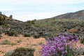 Wallfower- Alheli del Teide in Tenerife