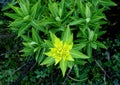 Wallich Spurge, Himalayan spurge, Euphorbia wallichii