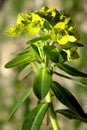 Wallich Spurge, Himalayan spurge, Euphorbia wallichii