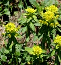 Wallich Spurge, Himalayan spurge, Euphorbia wallichii