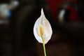 Wallis spathiphyllum flower, known as White Sails, Latin name - Spathiphyllum wallisii.