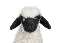 Walliser Schwartznase lamb on white background Royalty Free Stock Photo