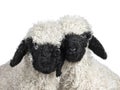 Walliser Schwartznase lambs on white background Royalty Free Stock Photo