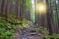 Wallking path in forest