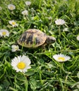 Wallking turtle in the garden among daisy flowers