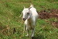 Wallking white goat Royalty Free Stock Photo