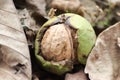 Wallnut with leaves